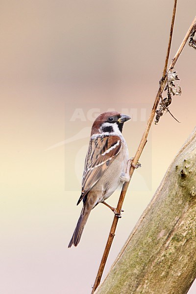 Ringmus op takje; Eurasian Tree Sparrow perched on a branch stock-image by Agami/Roy de Haas,