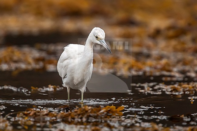 Immature Little Blue Heron
(Egretta caerulea) in  Letterfrack, Co Galway, Ireland. stock-image by Agami/Vincent Legrand,