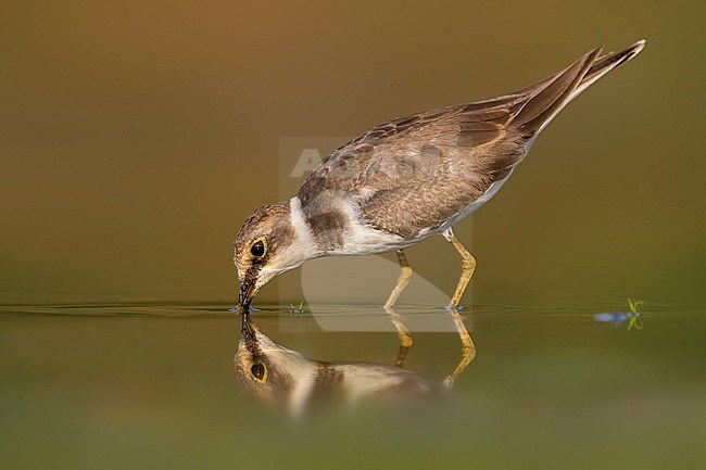 Kleine Plevier, Little Ringed Plover, Charadrius dubius stock-image by Agami/Daniele Occhiato,