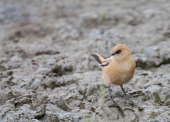 Juvenile female Bearded Reedling (Panurus biarmicus) standing alert on muddy ground in the Flevopolder in the Netherlands. stock-image by Agami/Marc Guyt,