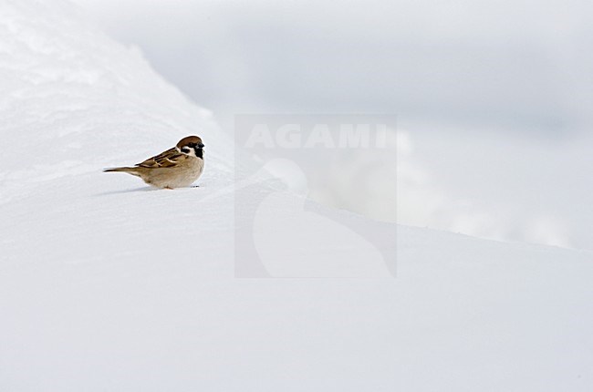 Eurasian Tree Sparrow sitting in the snow; Ringmus zittend in de sneeuw stock-image by Agami/Marc Guyt,