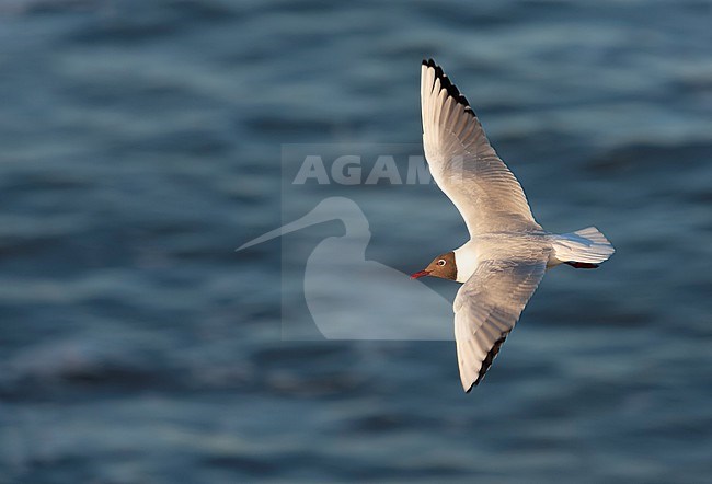 Common Black-headed Gull (Chroicocephalus ridibundus) on Dutch Wadden isle Texel. stock-image by Agami/Marc Guyt,