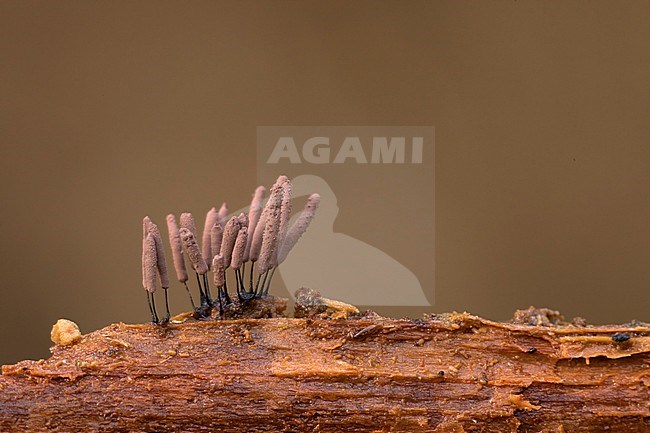 Roodbruin netpluimpje; Stemonitis axifera stock-image by Agami/Walter Soestbergen,