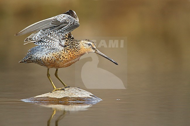 Short-billed Dowitcher (Limnodromus griseus) perched on a rock in Churchill, Manitoba, Canada. stock-image by Agami/Glenn Bartley,