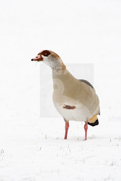 Nijlgans staand in de sneeuw; Egyptian Goose perched in snow stock-image by Agami/Menno van Duijn,