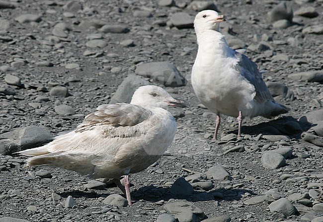 Immature Glaucous-winged Gull (Larus glaucescens) summering in Alaska, United States. Standing on bank of pebbles along the coast. stock-image by Agami/Pete Morris,