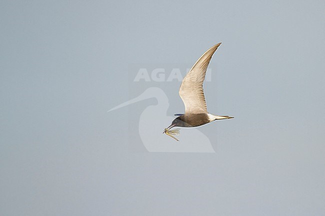 Adult Black Tern (Black Tern) in flight with dragonfly in the Netherlands. stock-image by Agami/Walter Soestbergen,