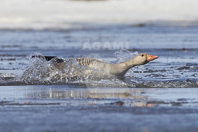 Grauwe Gans zich wassend; Grey-lag Goose perched washing itself stock-image by Agami/Jari Peltomäki,