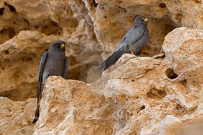 Paartje Woestijnvalken zittend op rots; Pair of Sooty Falcons perched on a rock stock-image by Agami/Daniele Occhiato,