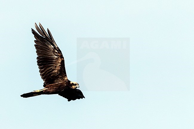 Western Marsh Harrier (Circus aeruginosus) on autumn migration along the east European Flyway (via pontica) in Bulgaria. stock-image by Agami/Marc Guyt,