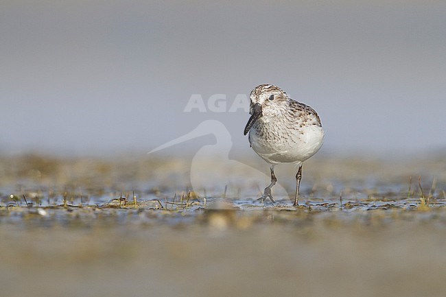 Broad-billed Sandpiper - SumpflÃ¤ufer - Limicola falcinellus, Oman, adult, nonbreeding stock-image by Agami/Ralph Martin,