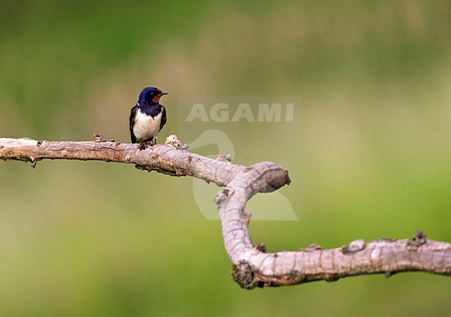 Boerenzwaluw in zit; Barn Swallow perched stock-image by Agami/Marc Guyt,