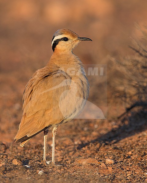 Cream-coloured Courser; Cursorius cursor bannermani stock-image by Agami/Daniele Occhiato,