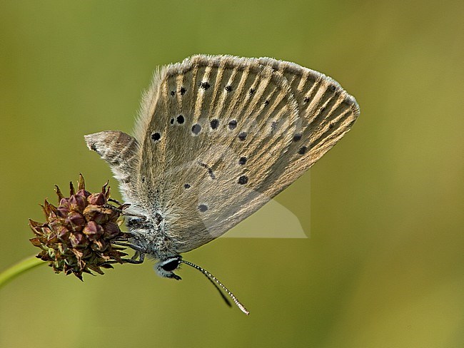 Pimpernelblauwtje / Scarce Large Blue (Phengaris teleius) stock-image by Agami/Wil Leurs,