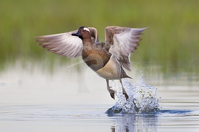 Mannetje Zomertaling vliegt op; Male Garganey taking off stock-image by Agami/Daniele Occhiato,