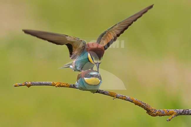 Bijeneters parend, European Bee-eater mating stock-image by Agami/Daniele Occhiato,