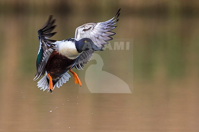 Vliegend mannetje Slobeend; Northern Shoveler male in flight stock-image by Agami/Daniele Occhiato,