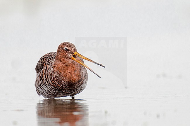 Grutto's op Marken, Black-tailed Godwits on Marken stock-image by Agami/Rob Riemer,