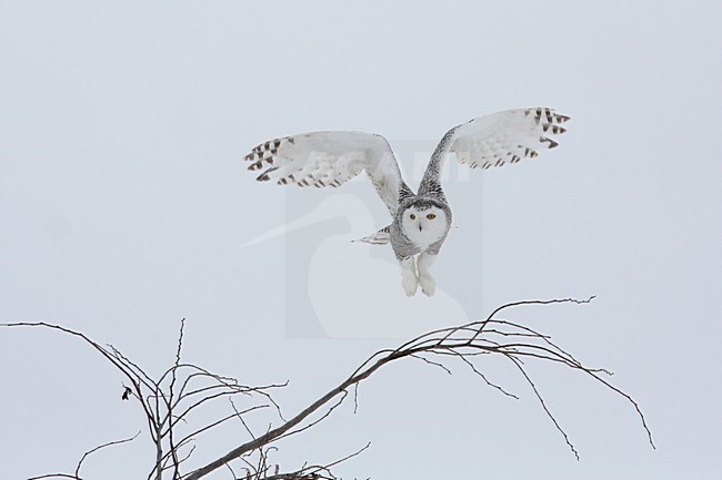 Sneeuwuil landend op tak; Snowy Owl landing on branch stock-image by Agami/Chris van Rijswijk,