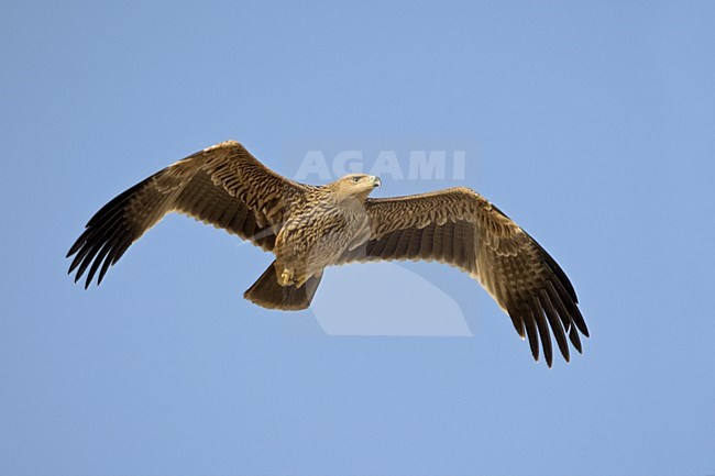 Keizerarend in vlucht; Asian Imperial Eagle in flight stock-image by Agami/Daniele Occhiato,