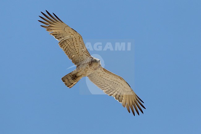 Slangenarend in de vlucht; Short-toed Eagle in flight stock-image by Agami/Daniele Occhiato,