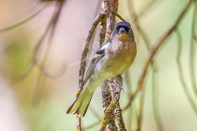 Adult male African Chaffinch (Fringilla coelebs africana) perched on a tree in Dayet Aoua, Immousert, Morocco. stock-image by Agami/Vincent Legrand,