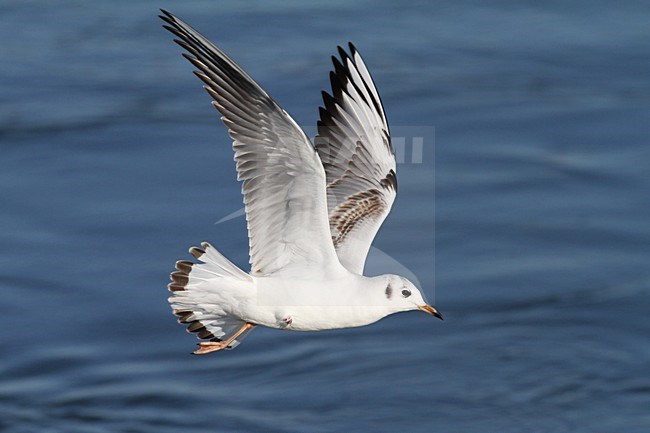 Kokmeeuw; Black-headed Gull stock-image by Agami/Chris van Rijswijk,