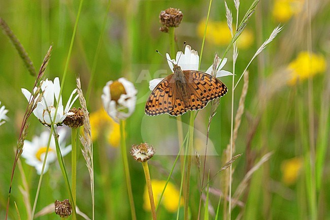 Grote parelmoervlinder / Dark Green Fritillary (Argynnis aglaja) stock-image by Agami/Wil Leurs,