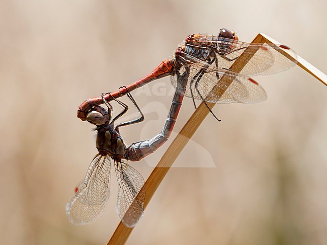 Paringswiel van Eilandheidelibellen, Sympetrum nigrifemur pair mating stock-image by Agami/Wil Leurs,