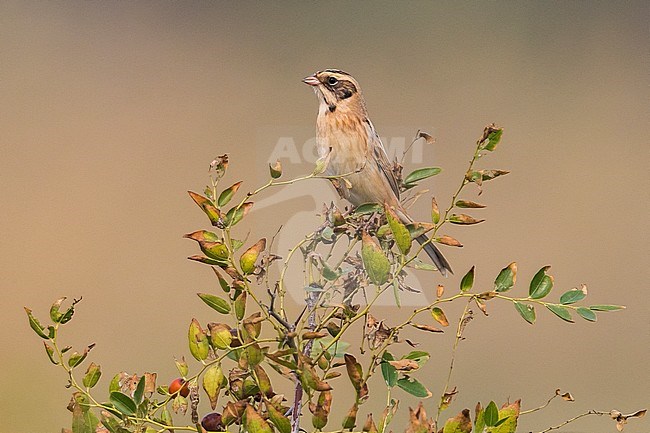 Japanse Rietgors; Ochre-rumped Bunting stock-image by Agami/Daniele Occhiato,