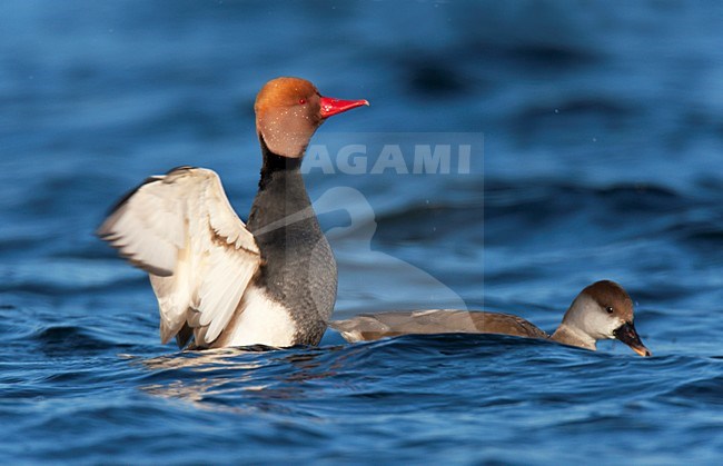 Paartje Krooneend zwemmend op grindgat, mannetje slaat met zijn vleugels. Pair of Red-crested Pochard swimming on lake, male spreading his wings stock-image by Agami/Ran Schols,