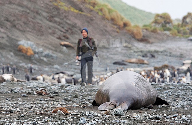 Southern Elephant Seal (Mirounga leonina) lying on the beach of Macquarie Island, Australia. Eco tourist walking in the background. stock-image by Agami/Marc Guyt,
