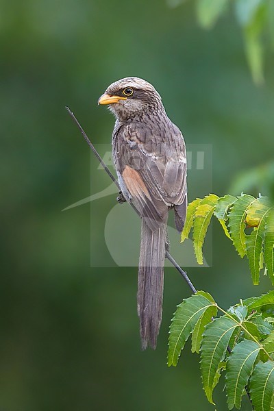 Yellow-billed Shrike (Lanius corvinus) perched on a branch in a rainforest in Ghana. stock-image by Agami/Dubi Shapiro,