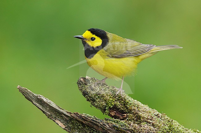 Adult male 
Galveston Co., TX
April 2014 stock-image by Agami/Brian E Small,