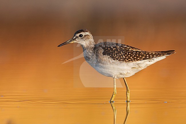 Bosruiter, Wood Sandpiper, Tringa glareola Greece, 1st cy stock-image by Agami/Ralph Martin,