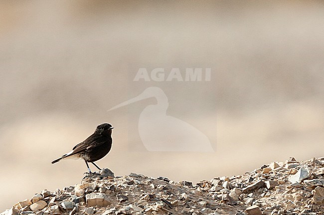 Basalt Wheatear (Oenanthe lugens warriae) in israel.
This is an intriguing dark subspecies of the mourning wheatear from the basalt desert of northeast Jordan, sometimes wintering as a vagrant in Israel, stock-image by Agami/Marc Guyt,