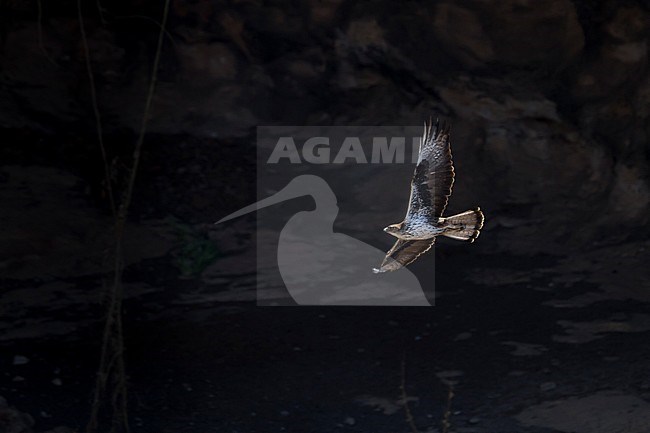 Bonelli's Eagle - Habichtsadler - Aquila fasciata ssp. fasciata, Oman, adult stock-image by Agami/Ralph Martin,