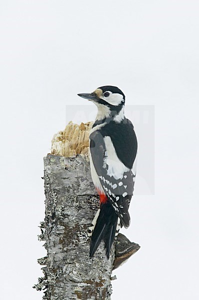 Great Spotted Woodpecker perched on a tree in winter; Grote bonte Specht zittend op een boom in de winter stock-image by Agami/Jari Peltomäki,