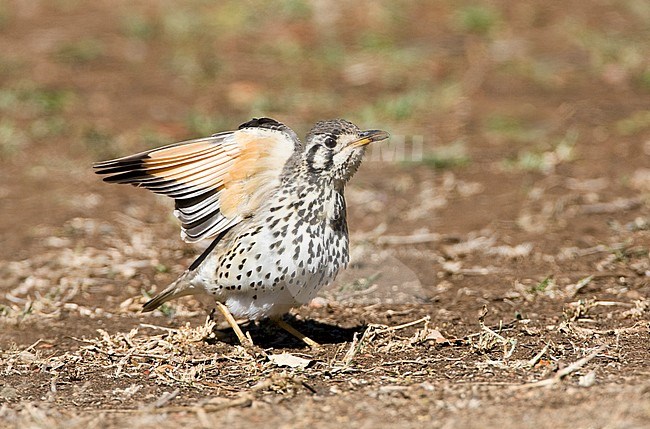 Groundscraper Thrush (Turdus litsitsirupa) standing on the ground in a safari camp in Kruger National Park in South Africa. Stretching wings. stock-image by Agami/Marc Guyt,