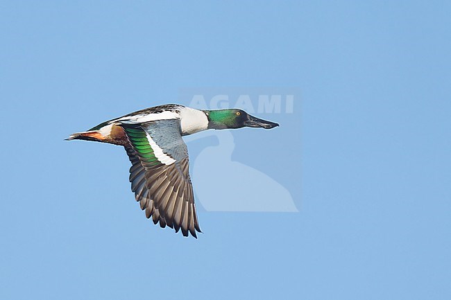 Adult male
Riverside Co., CA
January 2022 stock-image by Agami/Brian E Small,