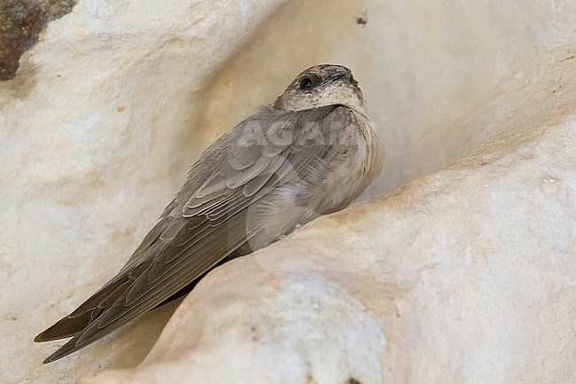 Pale Crag Martin (Ptyonoprogne obsoleta arabica), individual perched on a rock on Oman stock-image by Agami/Saverio Gatto,