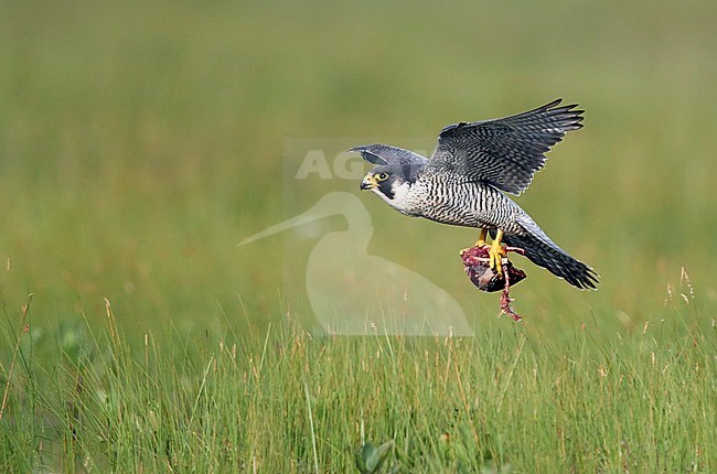 Peregrine (Falco peregrinus) Vaala Finland June 2016 stock-image by Agami/Markus Varesvuo,