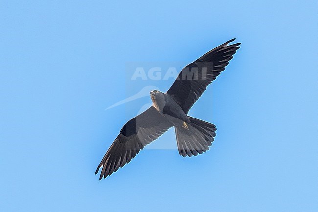 Dark morph Eleonora's Falcon flying against blue sky in Ibiza, July 2016. stock-image by Agami/Vincent Legrand,