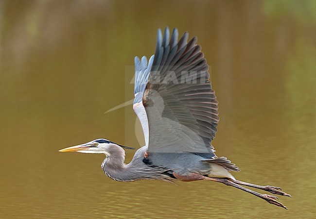 Great Blue Heron (Ardea herodias) in flight over brown colored lake in Costa Rica. stock-image by Agami/Bence Mate,