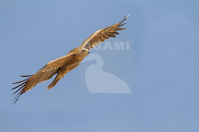 Steppe Eagle - Steppenadler - Aquila nipalensis, Oman stock-image by Agami/Ralph Martin,