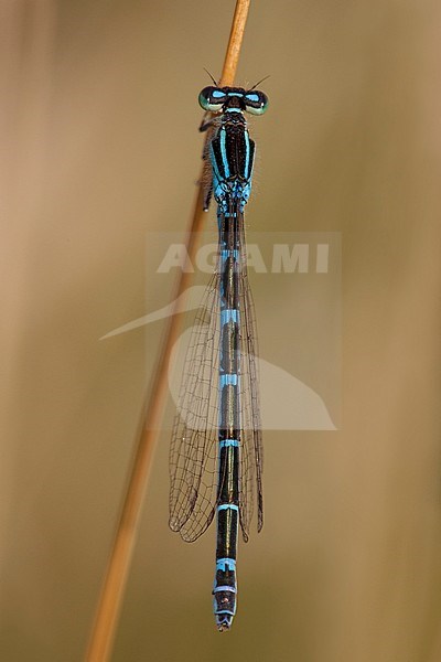 Imago Gaffelwaterjuffer; Adult Dainty Bluet; Adult Dainty Damselfly stock-image by Agami/Fazal Sardar,