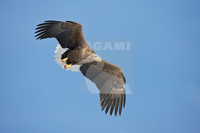 Zeearend volwassen; White-tailed Eagle adult stock-image by Agami/Marc Guyt,