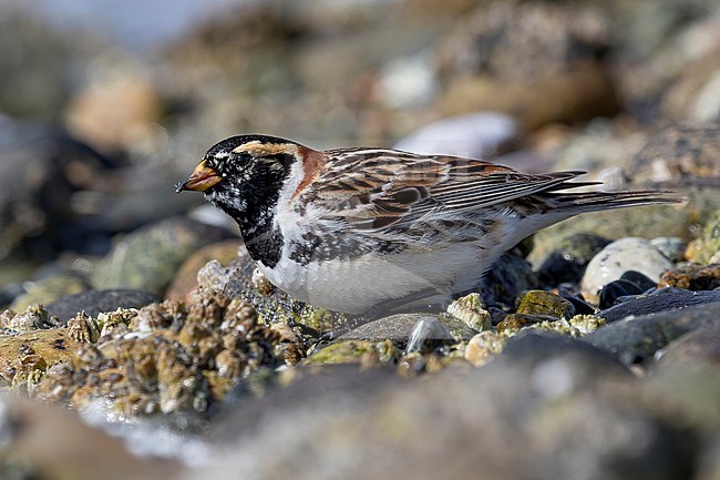 A beautifull male Lapland Longspur in near breeding plumage takes a rest during its migration on the rock strewn beach of Roberts Creek along the Sunshine Coast, Biritish Colombia, Canada. stock-image by Agami/Jacob Garvelink,