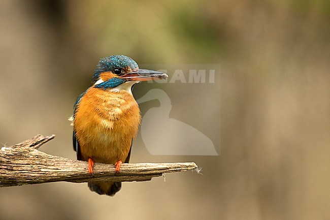 Ijsvogel vrouw met vangst voor jongen; Kingfisher female with food for juvenile stock-image by Agami/Walter Soestbergen,