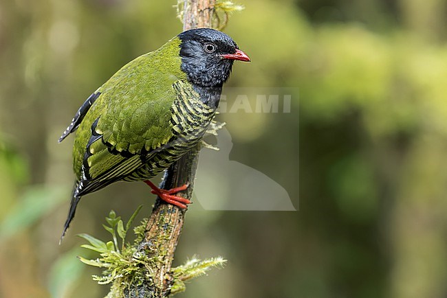 Barred Fruiteater (Pipreola arcuata) perched on a branch in the Andes Mountains in Ecuador. stock-image by Agami/Glenn Bartley,